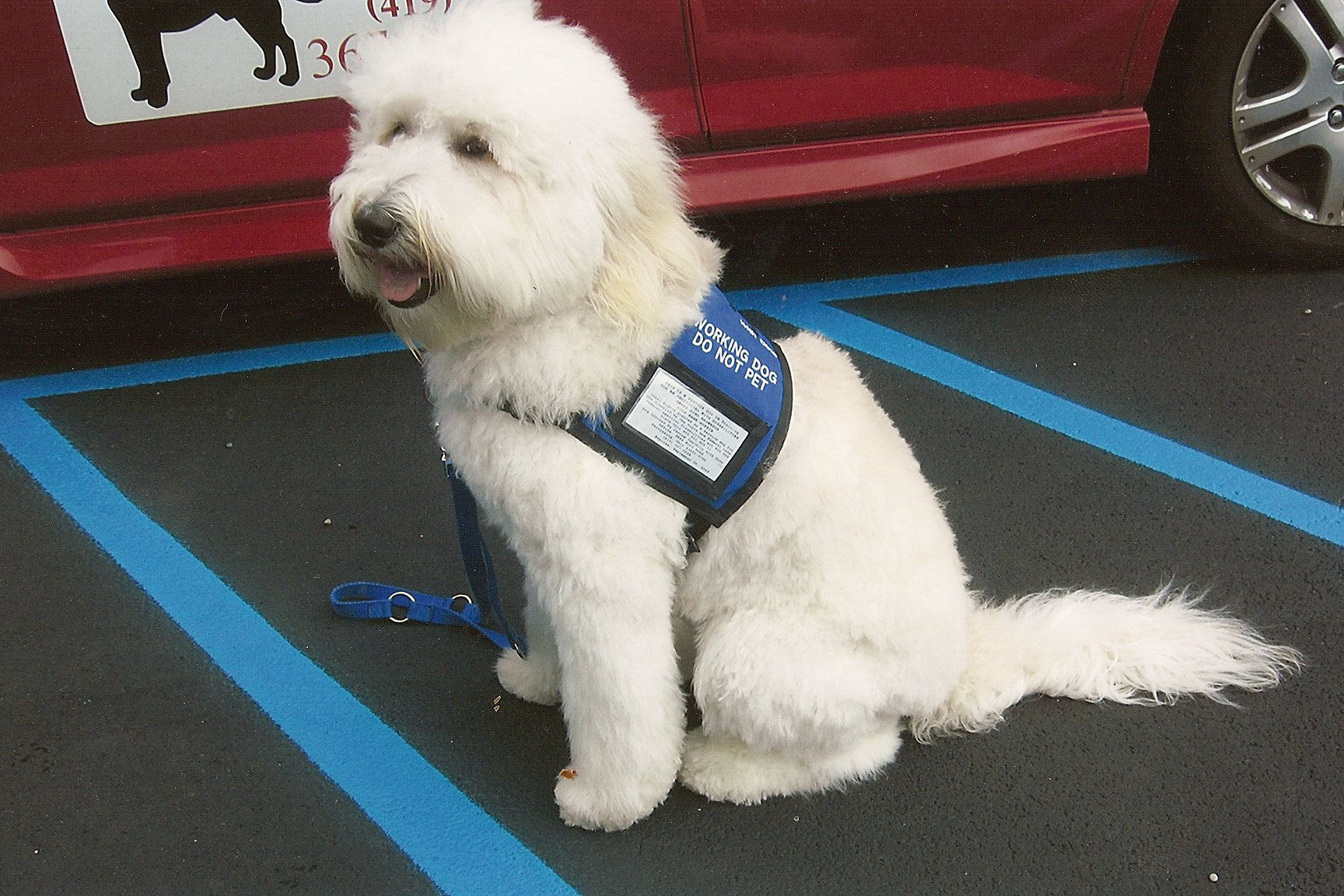 Labradoodle Service Dog